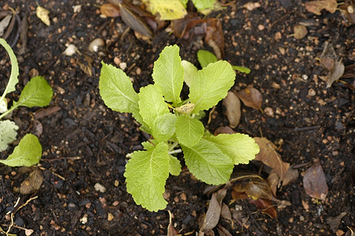 3024544633_dc849677a3