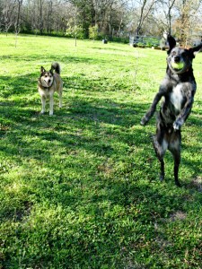 25600_1352475943066_1566440932_2295038_7103621_n copy