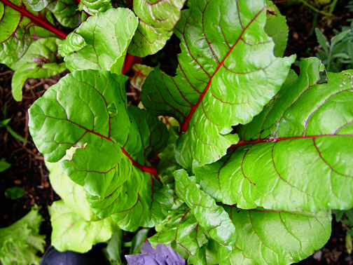 Rainbow chard