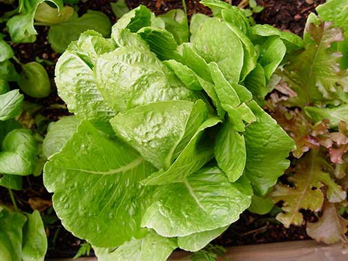 Lettuce