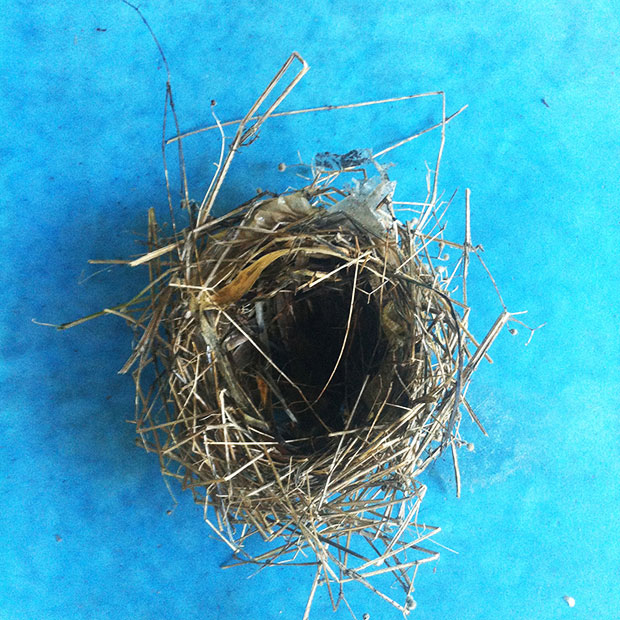 nest